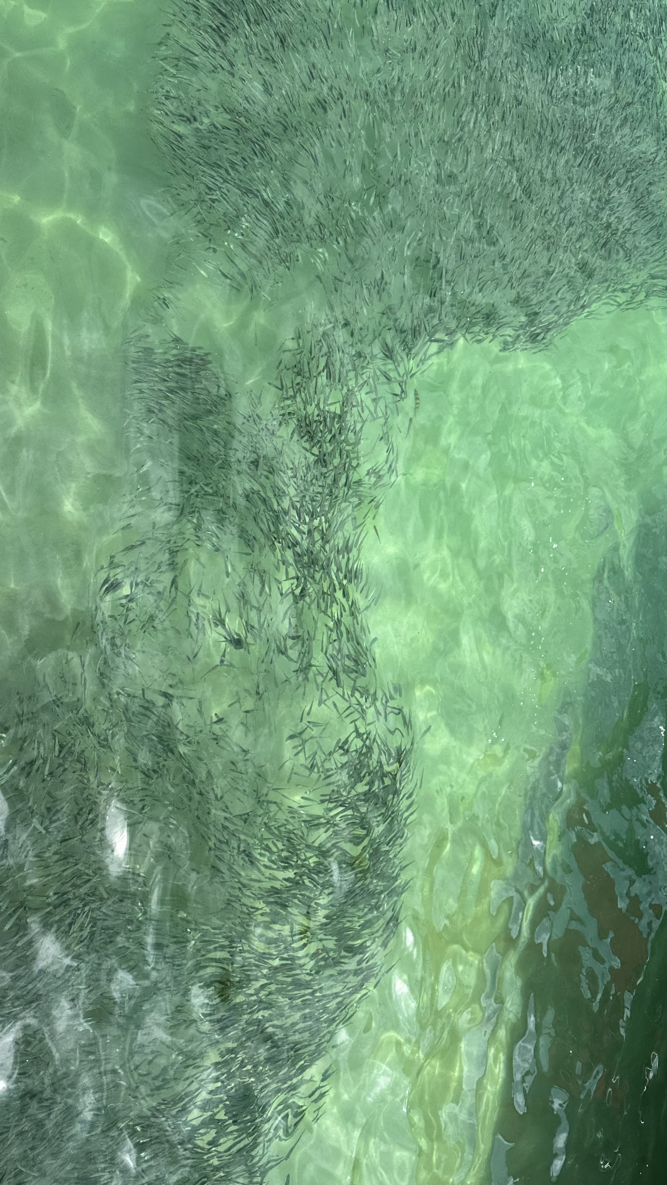 Fishes ยท Phuket