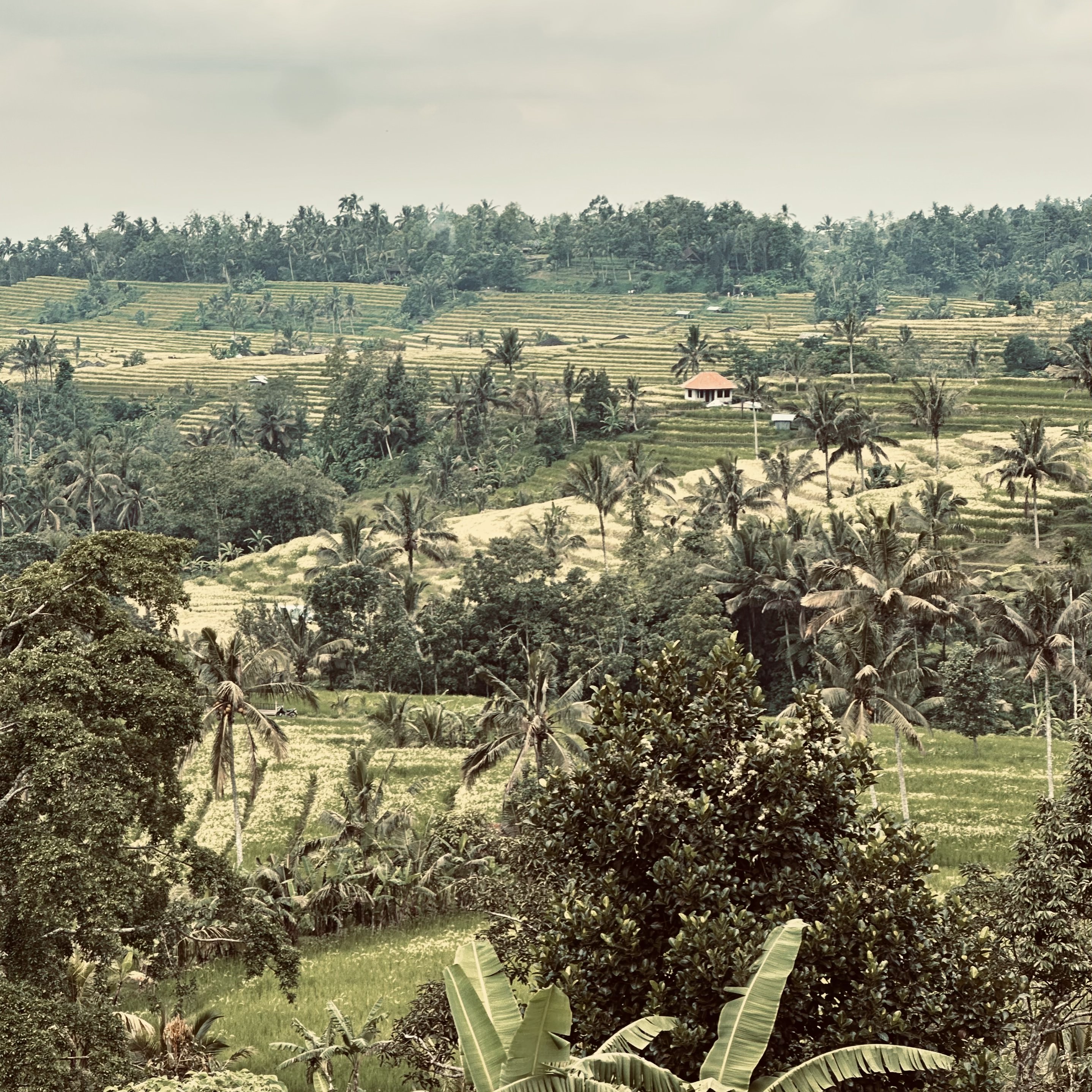 Rice Fields ยท Bali